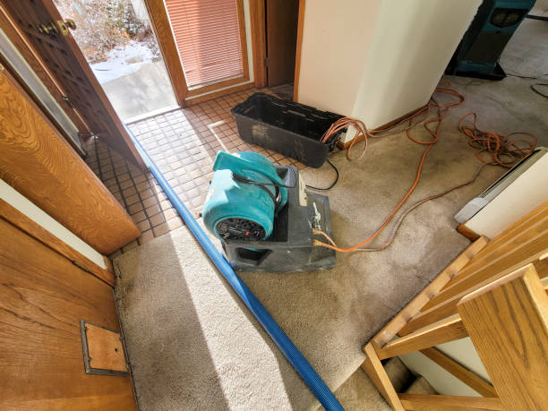 Best Mold removal after water damage  in Butte, MT